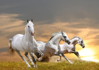 Obraz na płótnie Canvas horses in sunset
