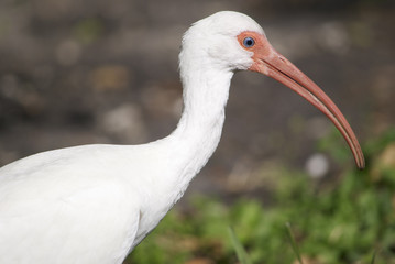 Ibis