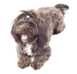 black bichon waiting for something