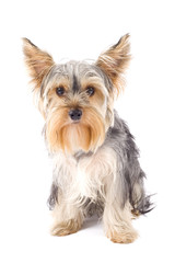 cute Yorkshire Terrier in front of a white background