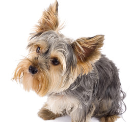 Adorable Yorkshire Terrier dog looking up