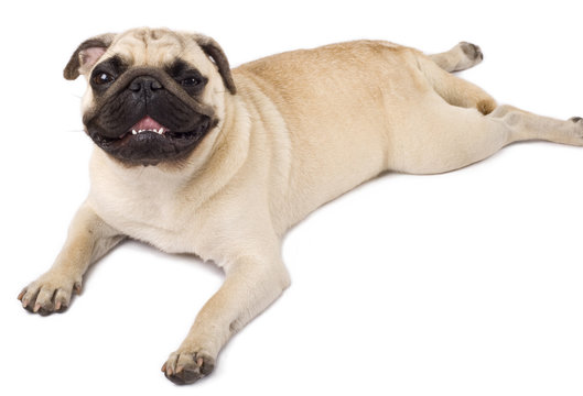 picture of a pug lying