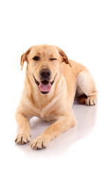 winking labrador retriever