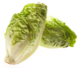 fresh lettuce