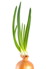 One growing onion bulb with fresh green sprouts on white