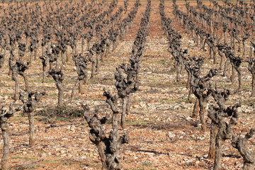 Vignoble en hiver