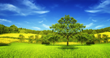 Panorama of spring mountain