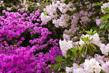 Fototapeta premium Rhododendron