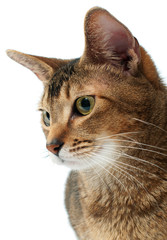 Fototapeta premium Cat in studio with curiosity looks