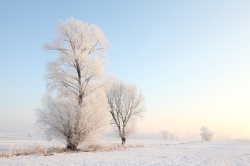 Frosty winter tree in the field on a sunny morning