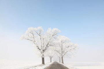 Frosty winter trees along a rural road on a sunny morning