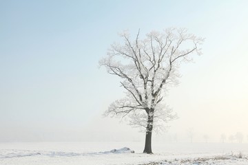 Frosty winter tree in the field on a foggy morning