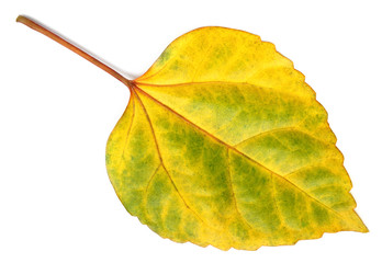 Decorative hibiscus leaf