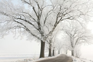 Winter rural road among the majestic old oak trees covered with frost