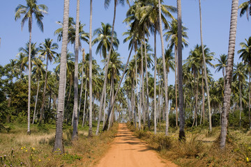 Fototapeta premium Ground road in jungle , Thailand