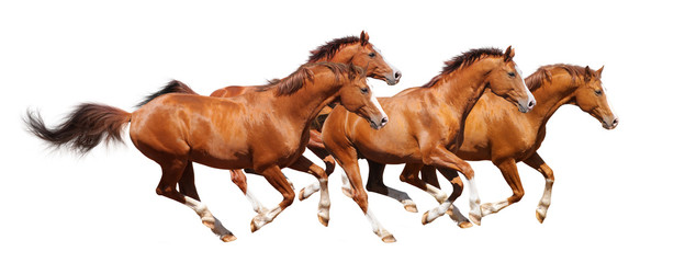 Four sorrel stallion gallop
