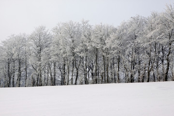 Diesige Winterlandschaft