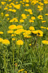 dandelions