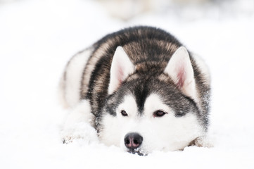 siberian husky dog at winter