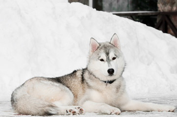 siberian husky dog at winter
