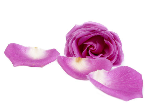 Pink rose and petals isolated