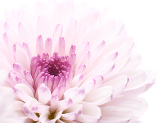 Pink chrysanthemum