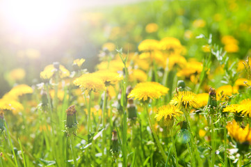 Obraz premium Dandelions in beams of the morning sun