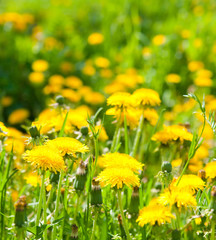 Obraz premium Dandelions in beams of the morning sun
