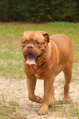 Fototapeta premium Obedient Trained Smiling French Mastiff walking to the camera
