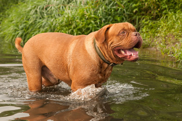 Happy pleased Dogue De Bordeaux swimming in forest river