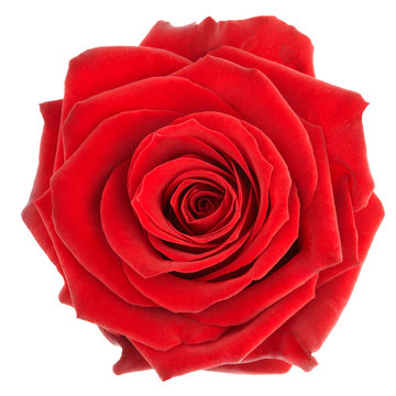 Red rose isolated on white, clipping path included
