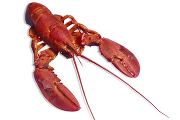 Red lobster isolated on white background