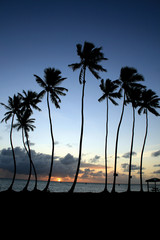 Palmiers de Martinique