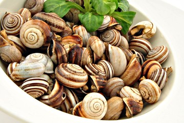 Caracoles grandes