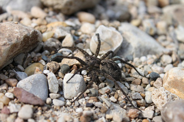 Dark Fishing Spider (Dolomedes tenebrosus)