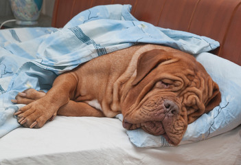 Dogue De Bordeaux Dog Sleeping Sweetly in Comfortable Bed