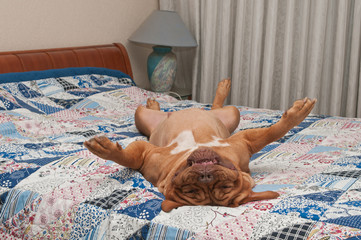 Funny dog is lying upside-down on her back on comfortable bed
