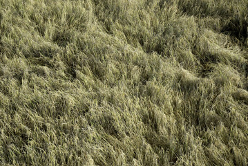 brown rice fields from above.