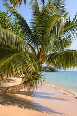 Thailand. Palm trees on loneliness beach on island Koh Kood