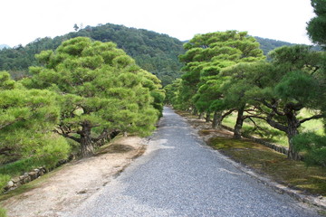 修学院離宮の松並木