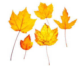 Yellow Maple Oak Leaves Autumn Fall Isolated White