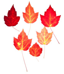 Red Maple Leaves Autumn Fall Isolated White