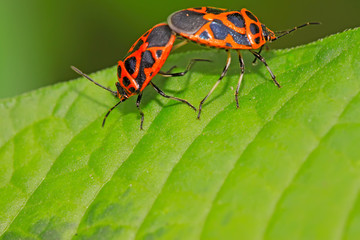 mating stinkbug class insects
