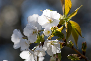 山桜の花のクローズアップ