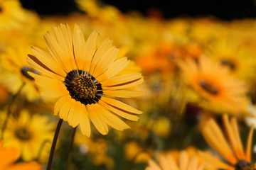A field of yellow daisies