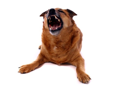 brauner Hund Mischling zeigt Zähne