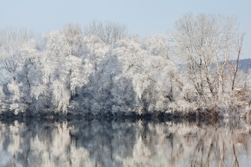 winter frozen forest