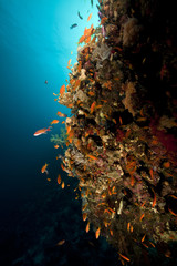 Naklejka na ściany i meble Fish, coral and sun in the Red Sea.