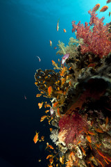 Fototapeta na wymiar Fish, coral and sun in the Red Sea.