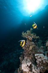 Fototapeta na wymiar Bannerfish, coral and sun in the Red Sea.